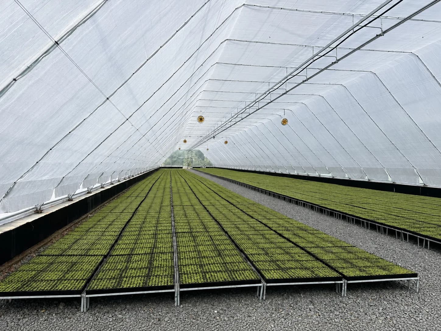18x100 m Greenhouse